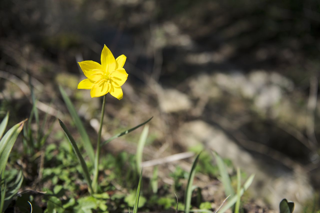 Flore Tulipe de vigne Tul_0445